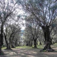 Thursday Thoughts - A Peaceful Olive Grove